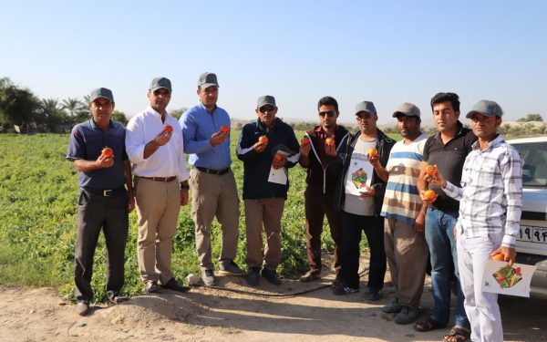 روز مزرعه – شهرستان پارسیان – گوجه فرنگی رقم پارسیان -آذر ۹۶